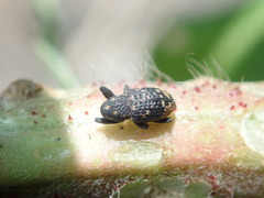 Tyloderma foveolatum