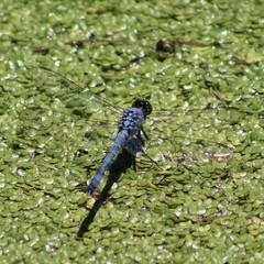 Erythemis simplicicollis