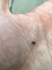 Ptinomorphus imperialis