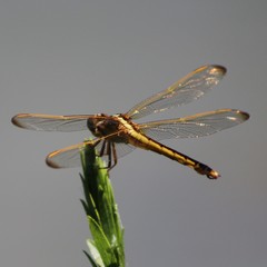 Libellula needhami