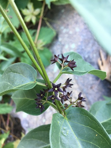 Dark vincetoxicum (Vincetoxicum nigrum)