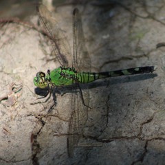 Erythemis simplicicollis