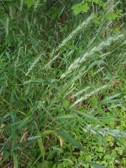 Elymus villosus