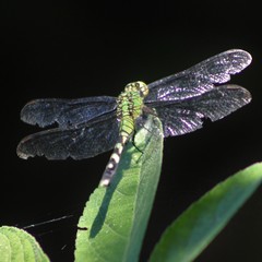 Erythemis simplicicollis