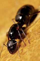 Camponotus aethiops