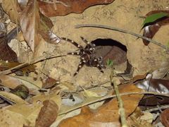 Acanthoscurria geniculata