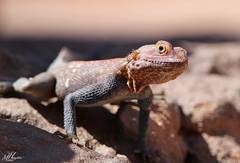 Agama tassiliensis