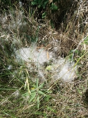 Asclepias asperula