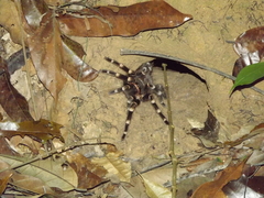 Acanthoscurria geniculata