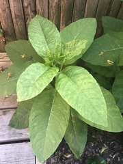 Phytolacca americana