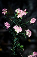 Pimelea rosea