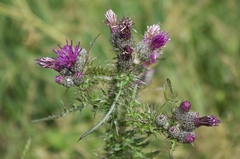 Cirsium palustre