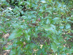 Zanthoxylum hirsutum
