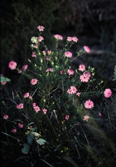 Pimelea rosea