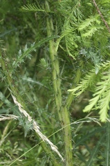 Cirsium palustre