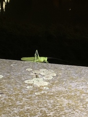 Tettigonia viridissima