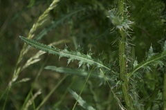 Cirsium palustre
