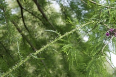 Cirsium palustre