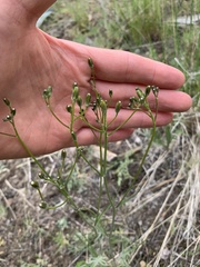 Crepis atribarba originalis