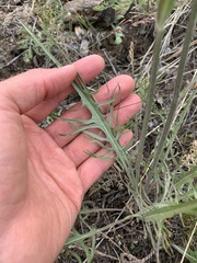 Crepis atribarba originalis