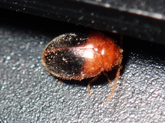Prionocyphon discoideus