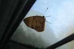 Mestra hersilia