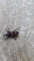 Cactophagus spinolae