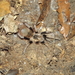 Proshapalopus amazonicus - Photo (c) Nelson Wisnik, μερικά δικαιώματα διατηρούνται (CC BY-NC), uploaded by Nelson Wisnik
