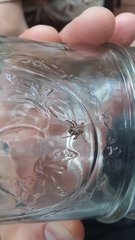 Dermacentor andersoni