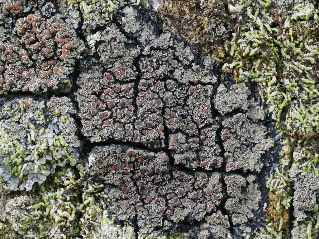 White-rimmed shingle lichen