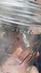 Dermacentor andersoni