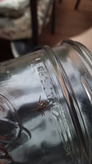 Dermacentor andersoni