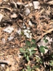 Valeriana acutiloba