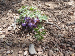 Hydrophyllum alpestre