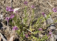 Polygala polygama