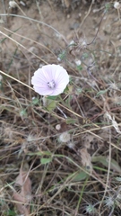 Malva hispanica