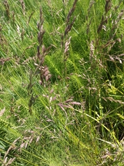 Lolium multiflorum