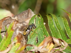 Temnostoma alternans