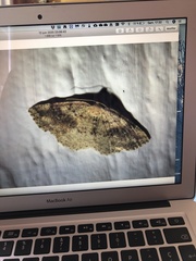 Homochlodes disconventa