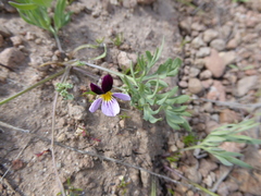 Viola beckwithii