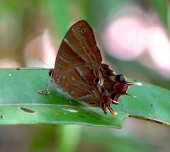 Saribia tepahi