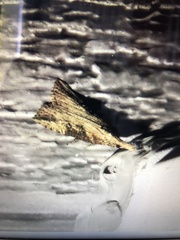 Hypena humuli
