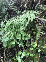 Adiantum aleuticum aleuticum