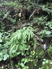 Adiantum aleuticum aleuticum