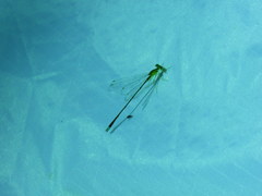 Enallagma vesperum