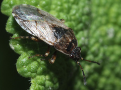 Platyplax salviae