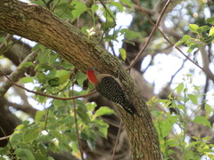 Melanerpes carolinus image