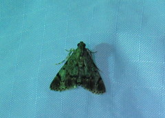 Epipaschia superatalis