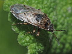 Platyplax salviae