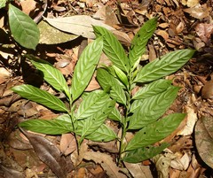 Monosalpinx guillaumetii